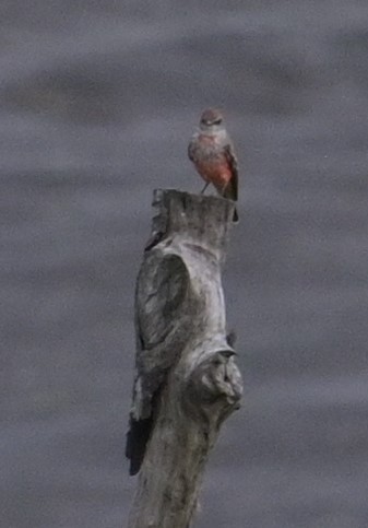 Vermilion Flycatcher (Northern) - Rob Hamilton