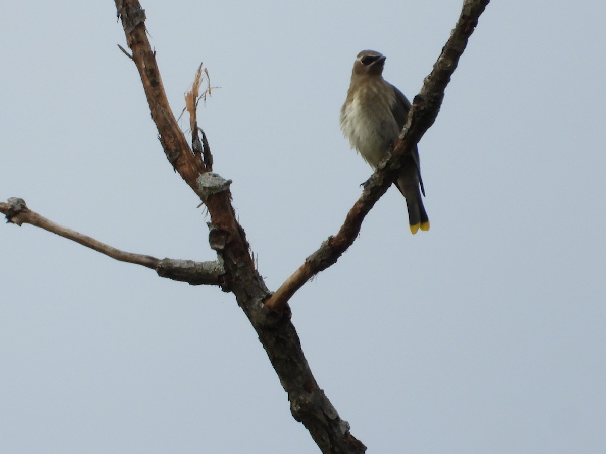 Cedar Waxwing - ML624272773