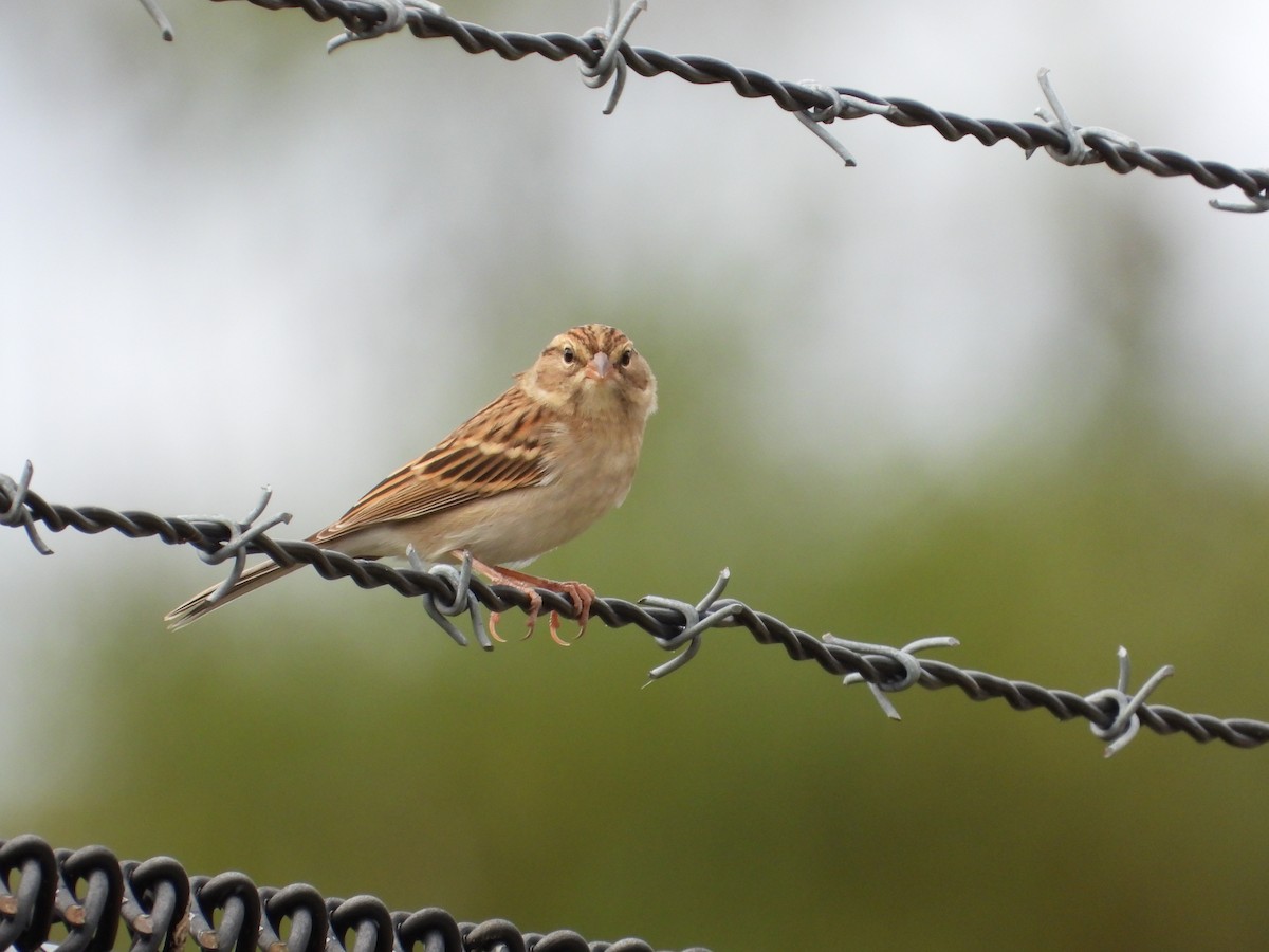 Chipping Sparrow - ML624272785