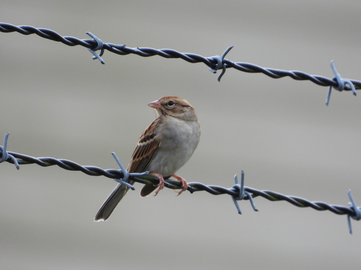 Chipping Sparrow - ML624272786