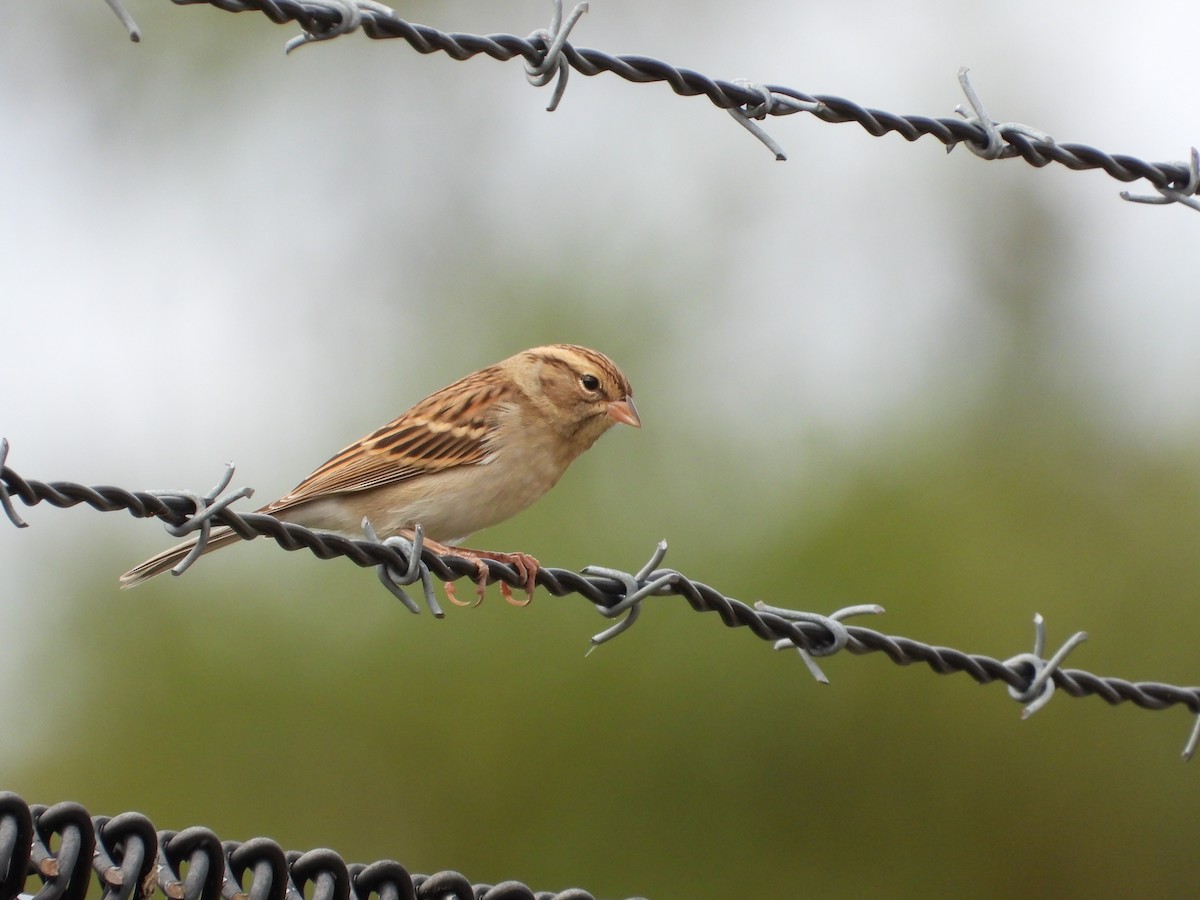 Chipping Sparrow - ML624272787