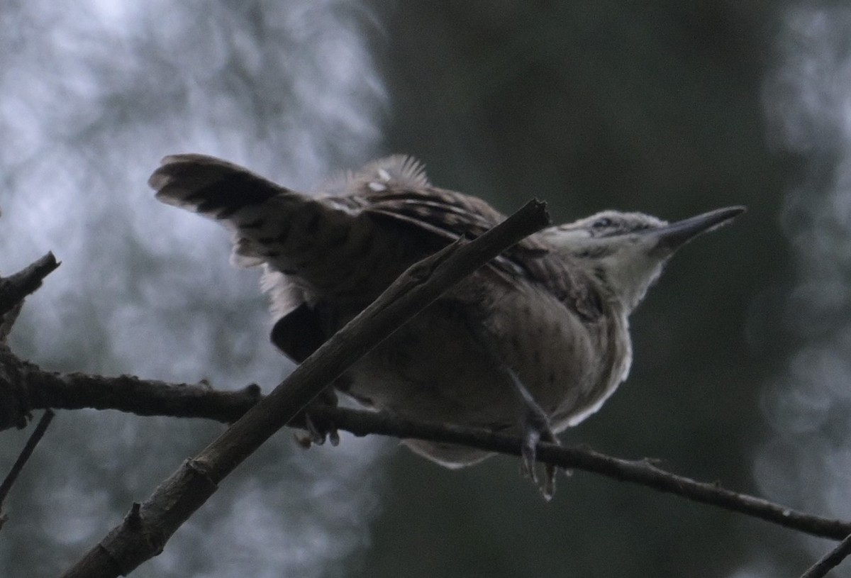 Rufous-naped Wren (Veracruz) - ML624272792