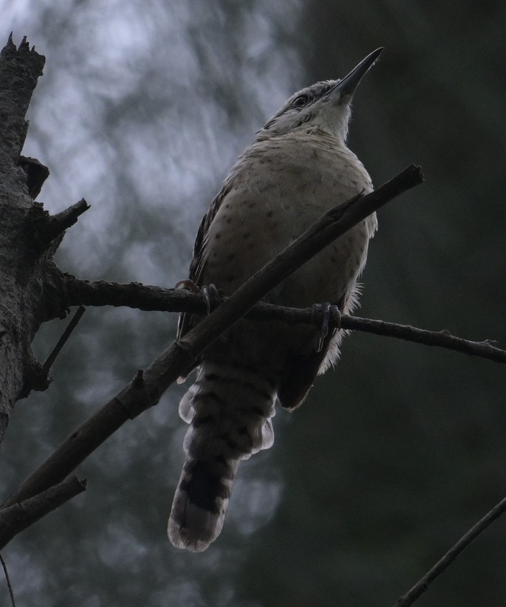 Rufous-naped Wren (Veracruz) - ML624272796