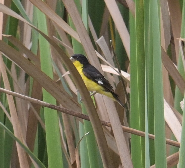 Lesser Goldfinch - ML624272804