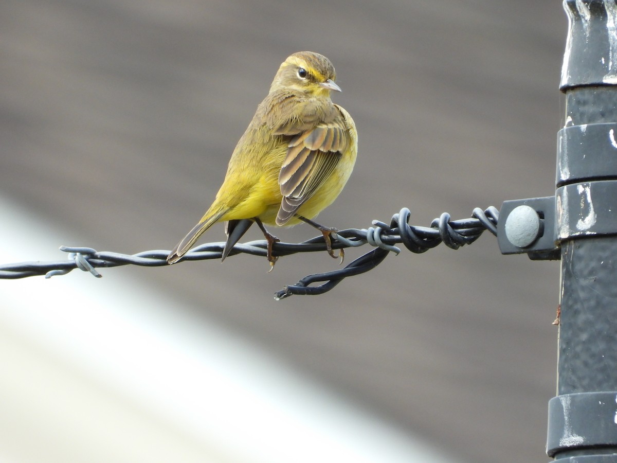 Palm Warbler (Yellow) - Jeff Fengler