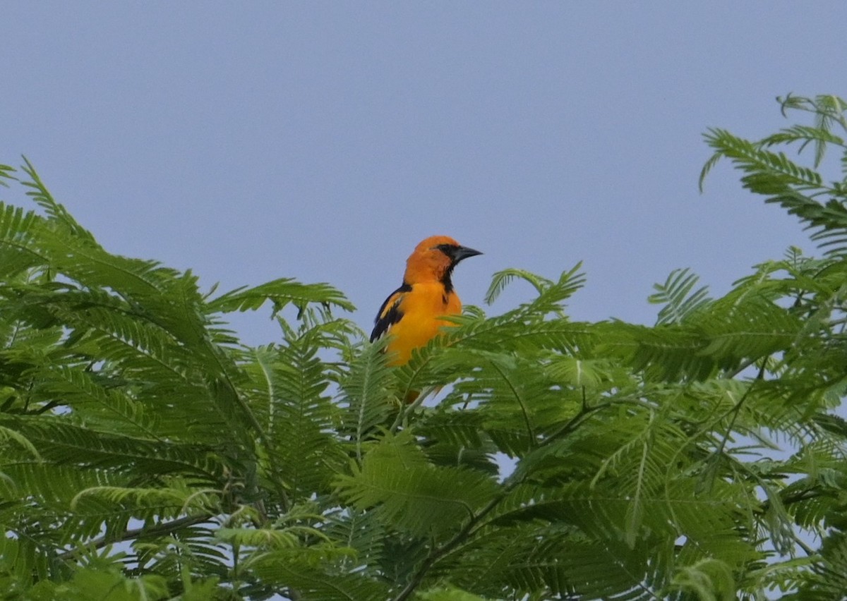 Altamira Oriole - ML624272814