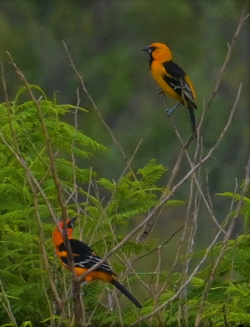 Altamira Oriole - ML624272815