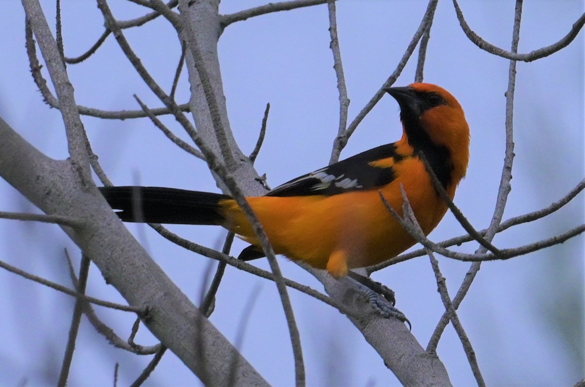 Altamira Oriole - ML624272816