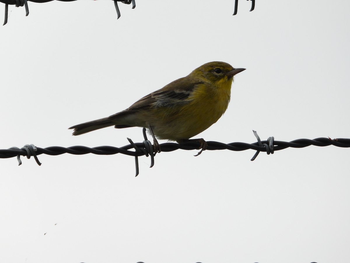 Pine Warbler - Jeff Fengler