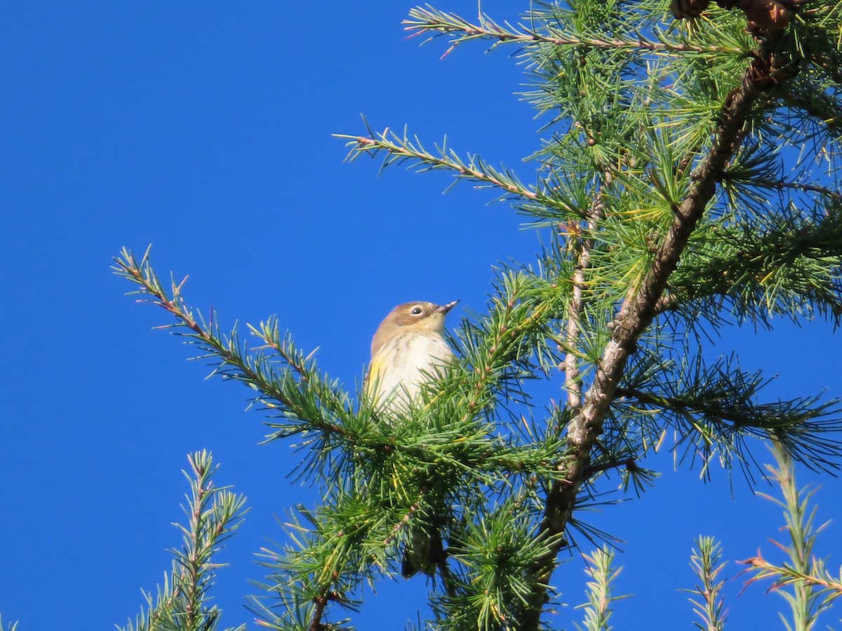 Yellow-rumped Warbler - Christine Cote