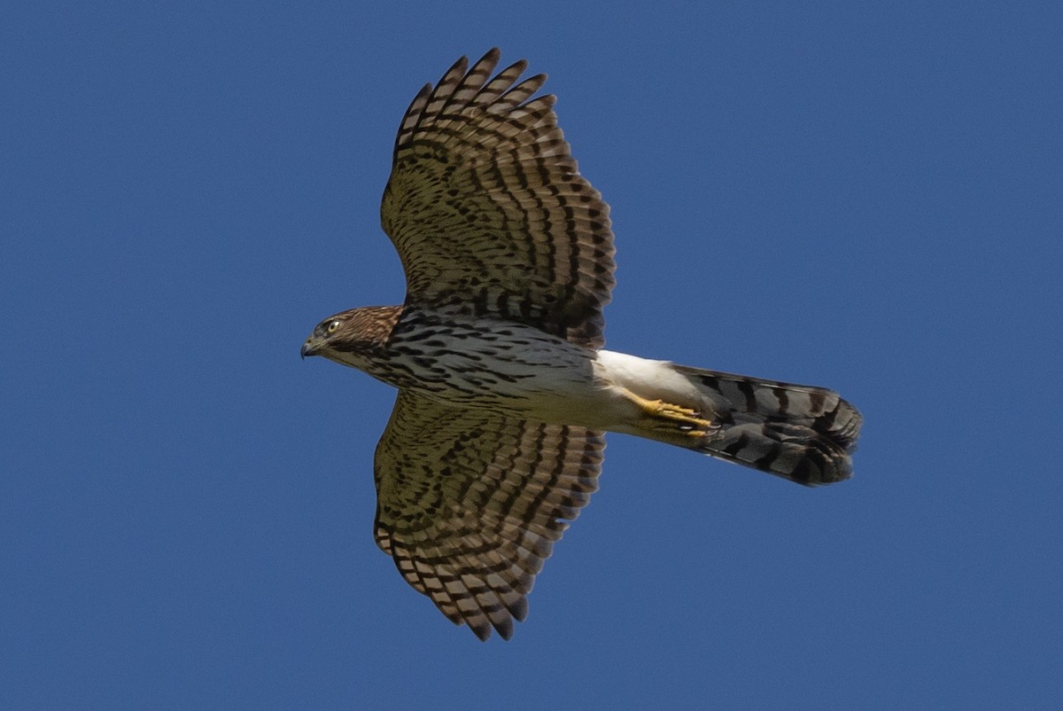 Cooper's Hawk - ML624272892
