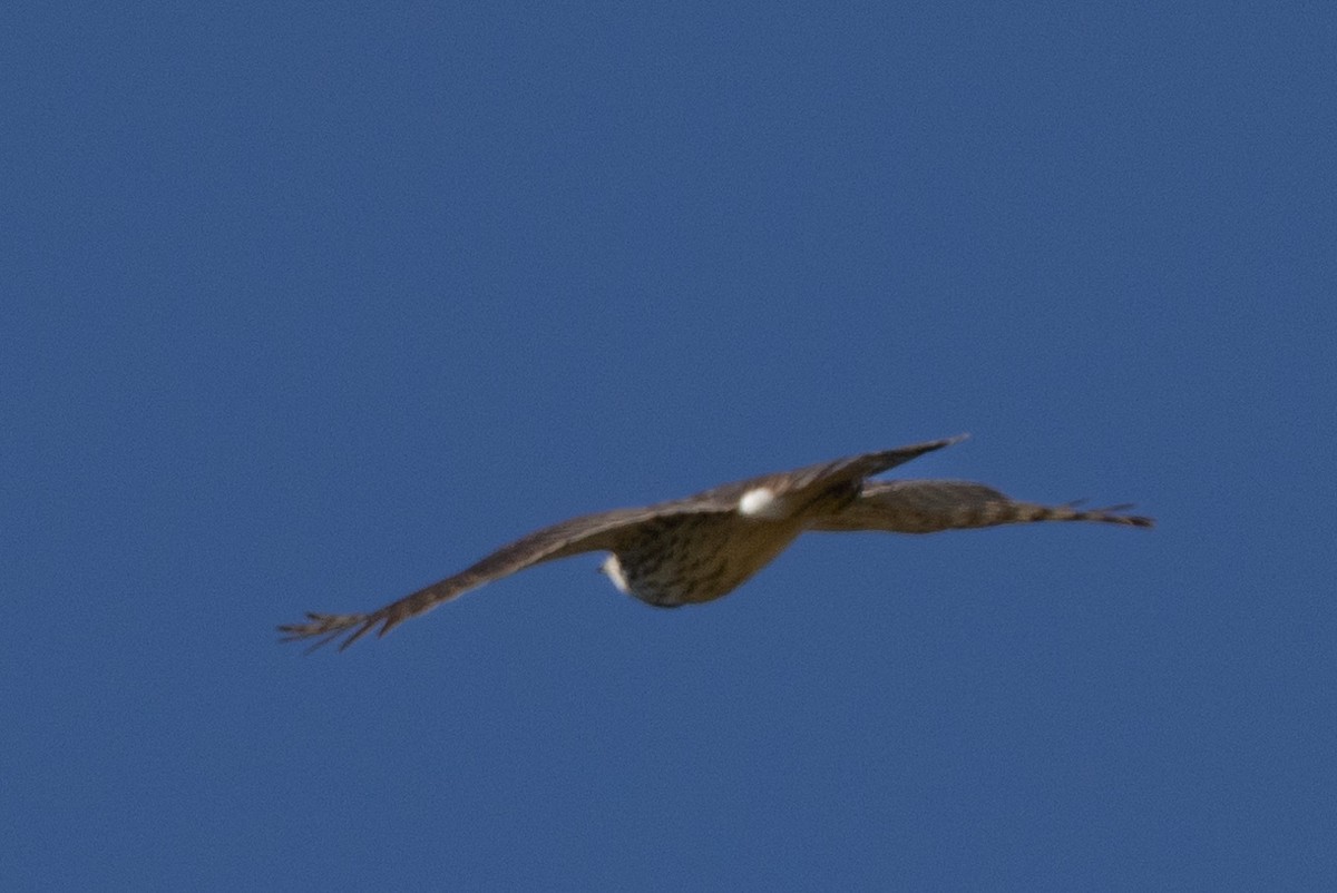Cooper's Hawk - ML624272904