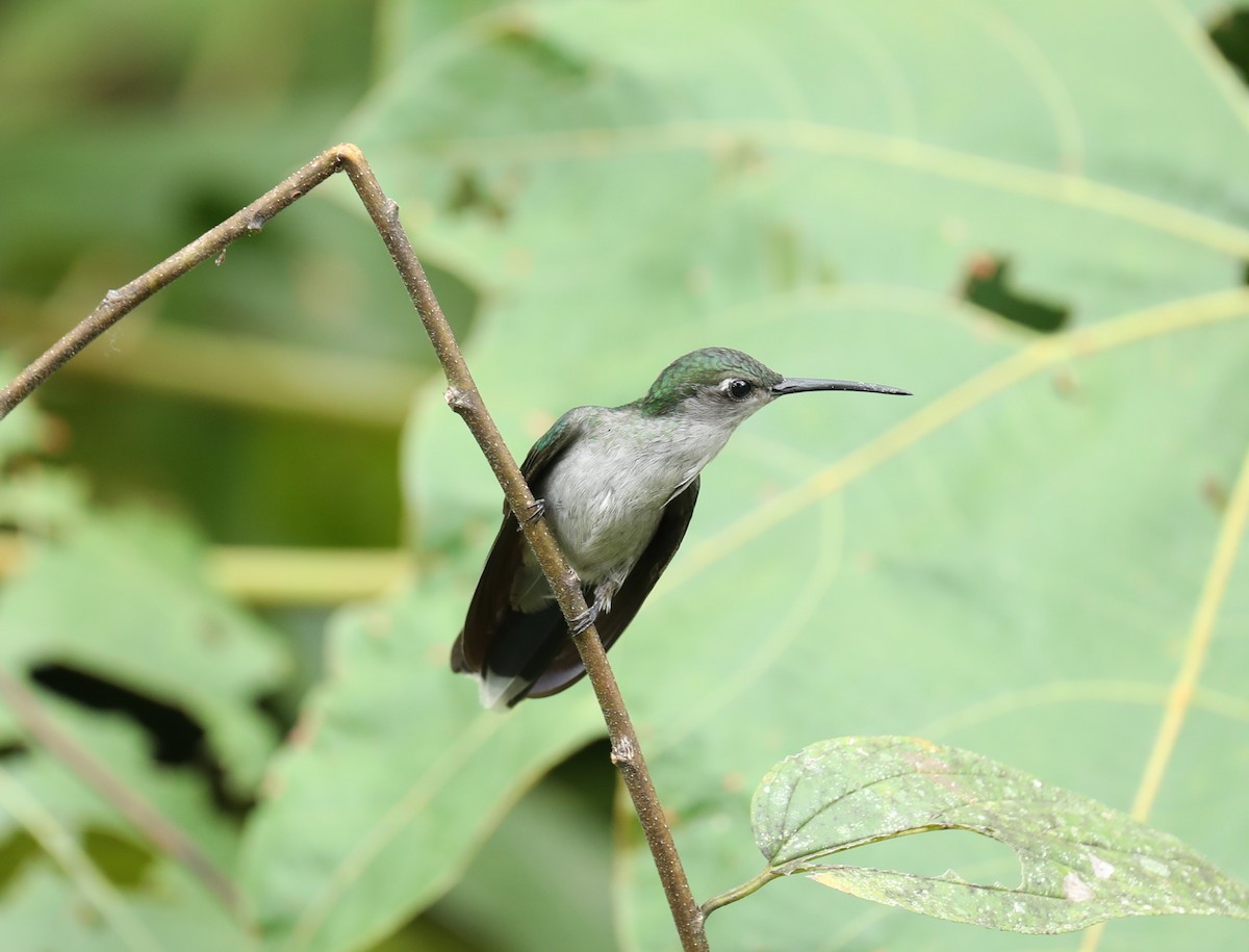 Gray-breasted Sabrewing - Marcelo Quipo