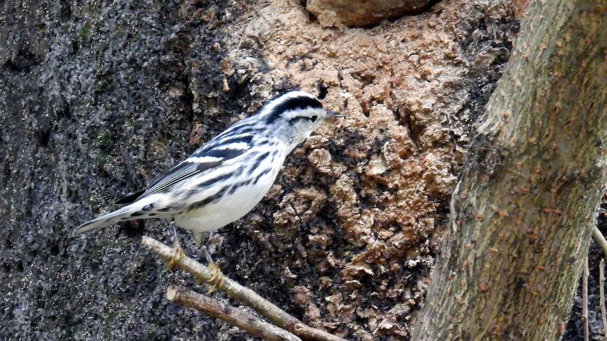 Black-and-white Warbler - ML624272949
