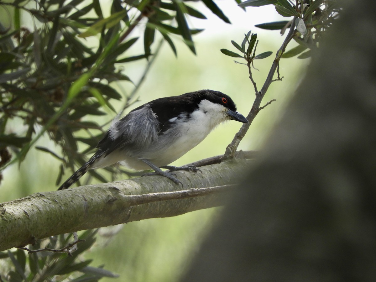 Great Antshrike - ML624272970