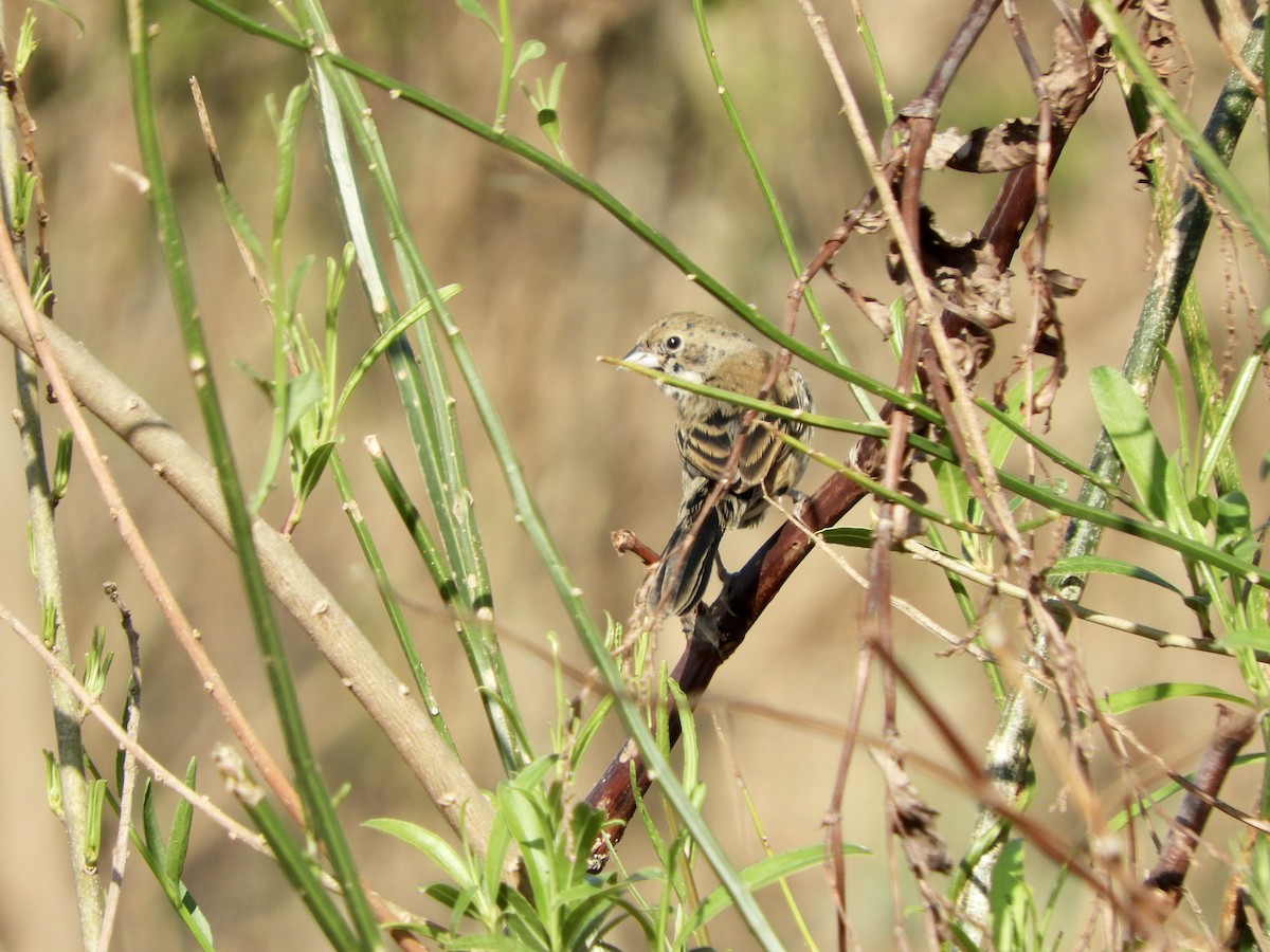 Blue-black Grassquit - ML624272977