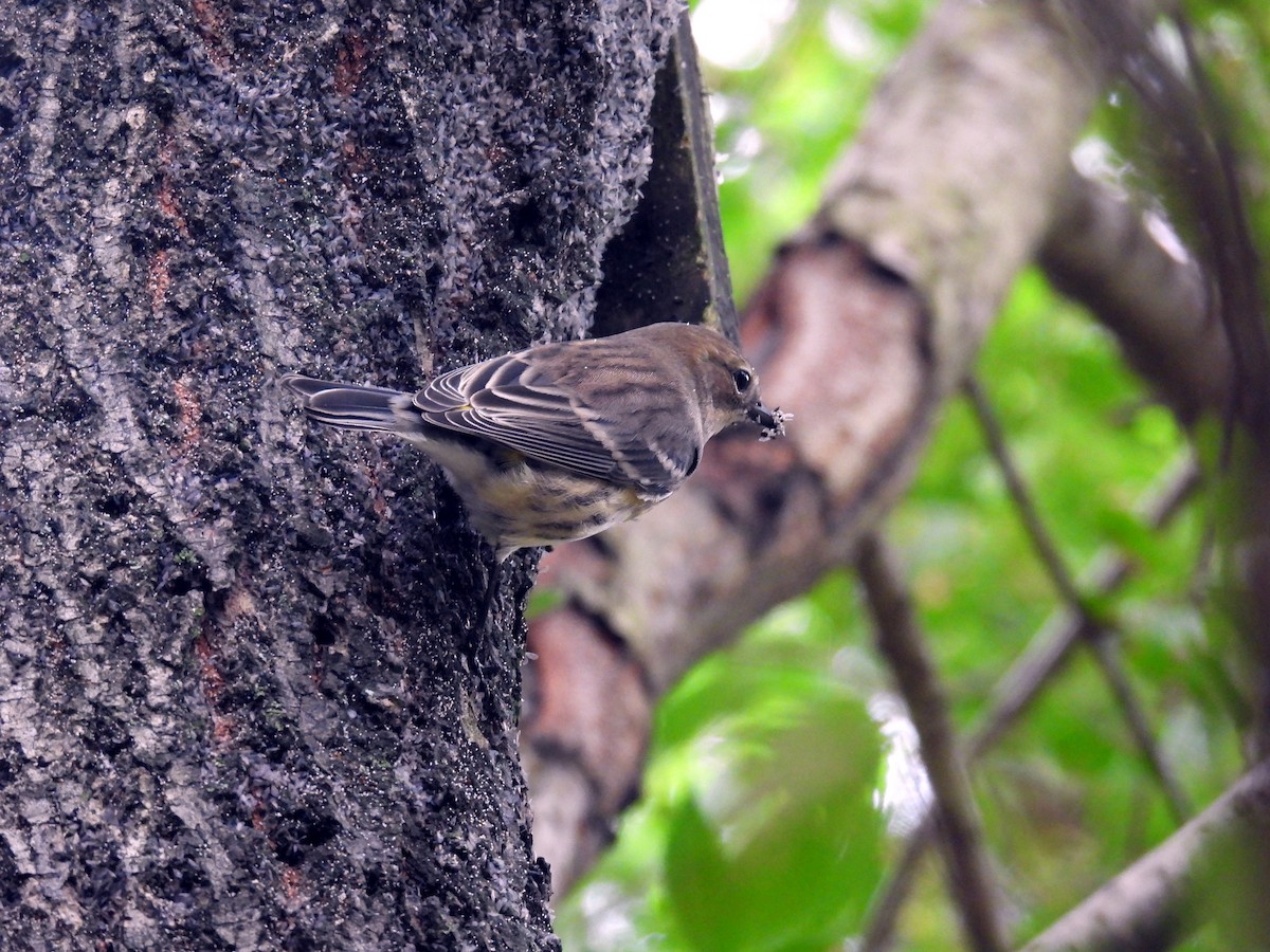 Yellow-rumped Warbler - ML624272995
