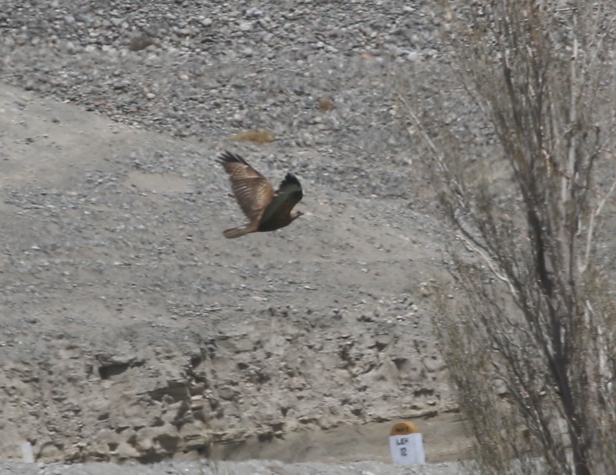 Long-legged Buzzard - David Stejskal