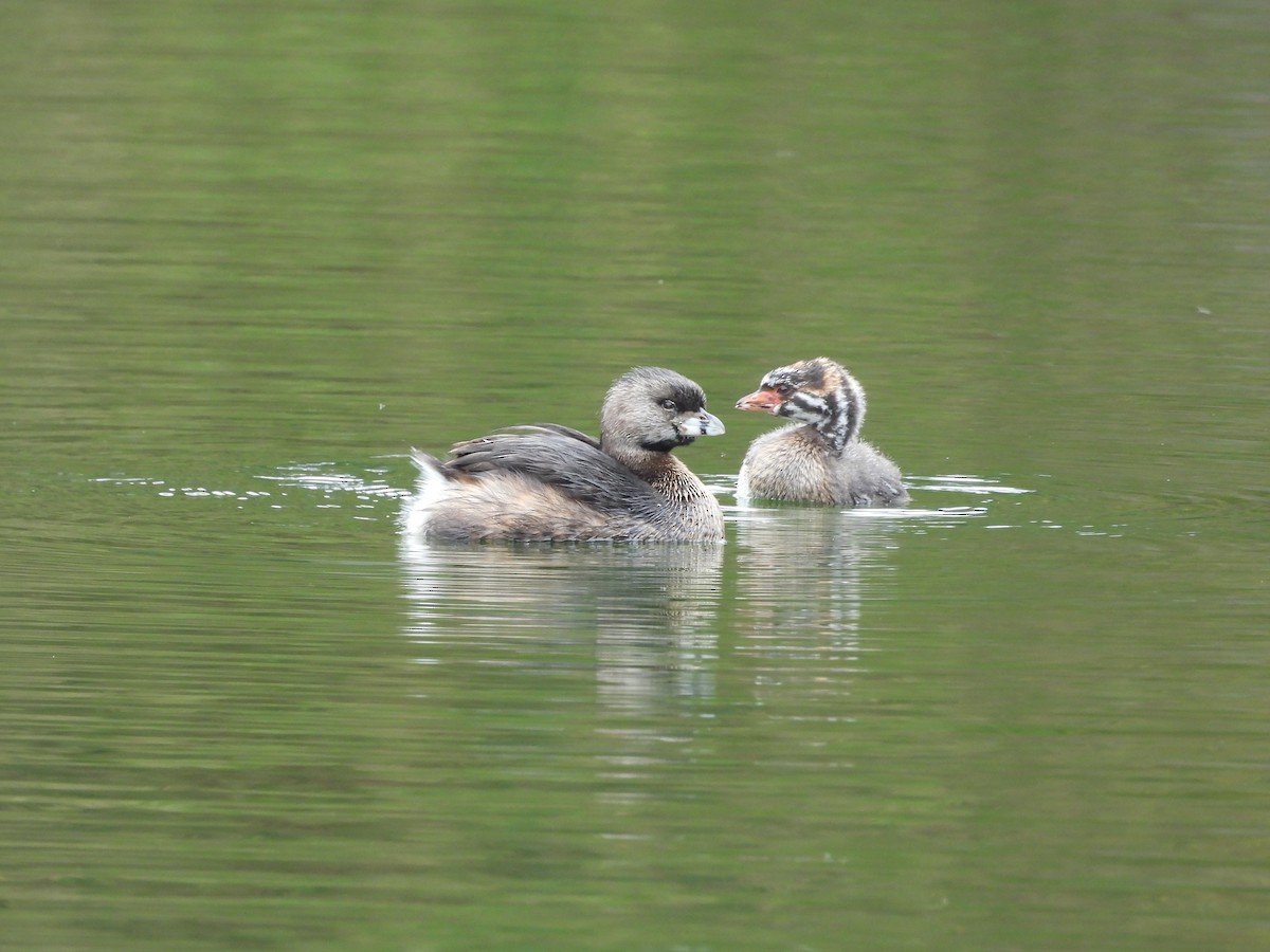 Pied-billed Grebe - Travis  Smith