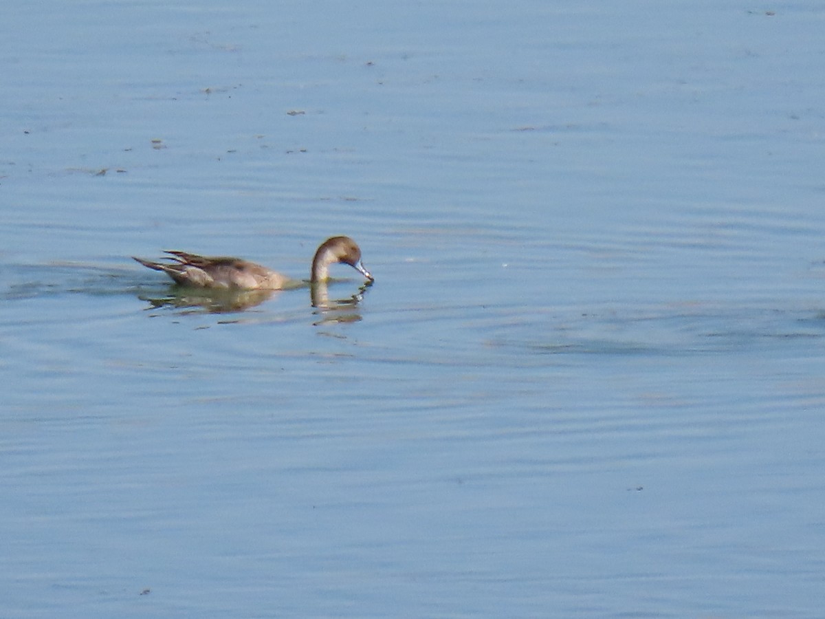 Northern Pintail - ML624273274