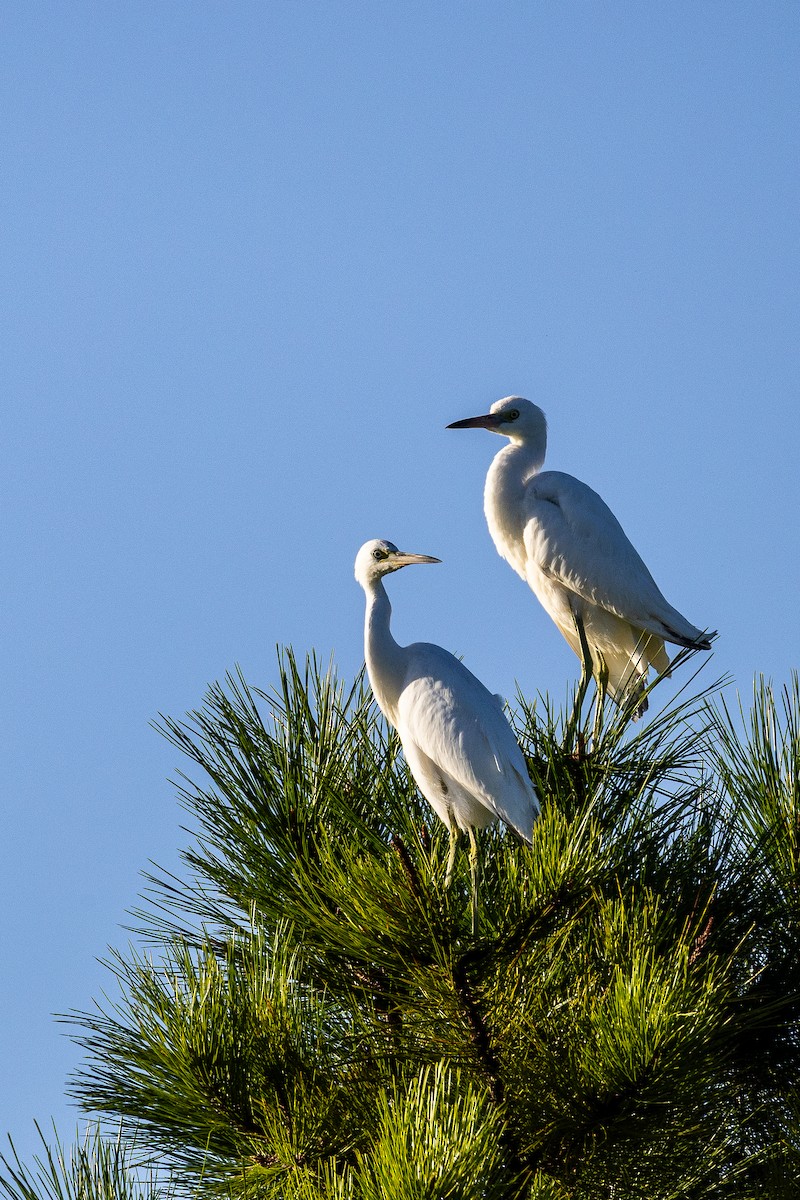 Little Blue Heron - Tom Ramsey