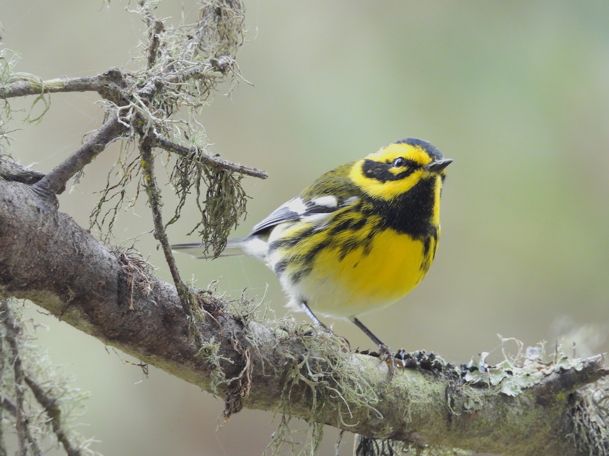 Townsend's Warbler - Travis  Smith