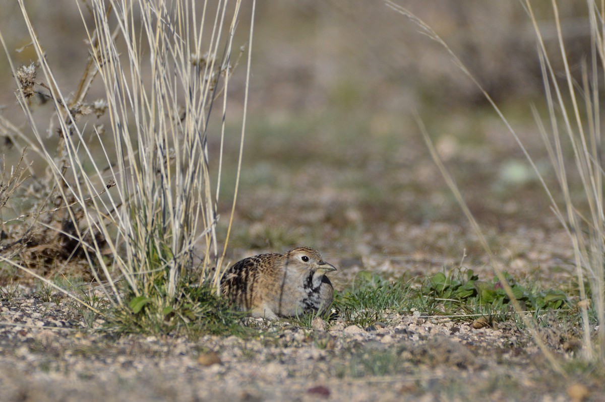 dvergrypesnipe - ML624273448