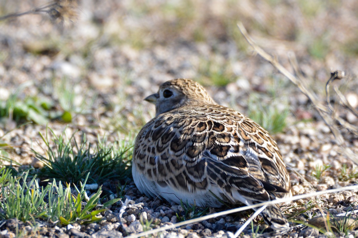 dvergrypesnipe - ML624273449