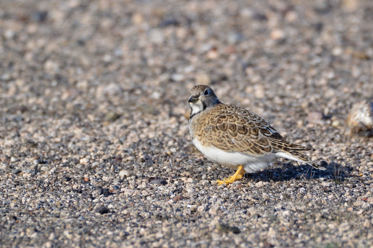 dvergrypesnipe - ML624273453