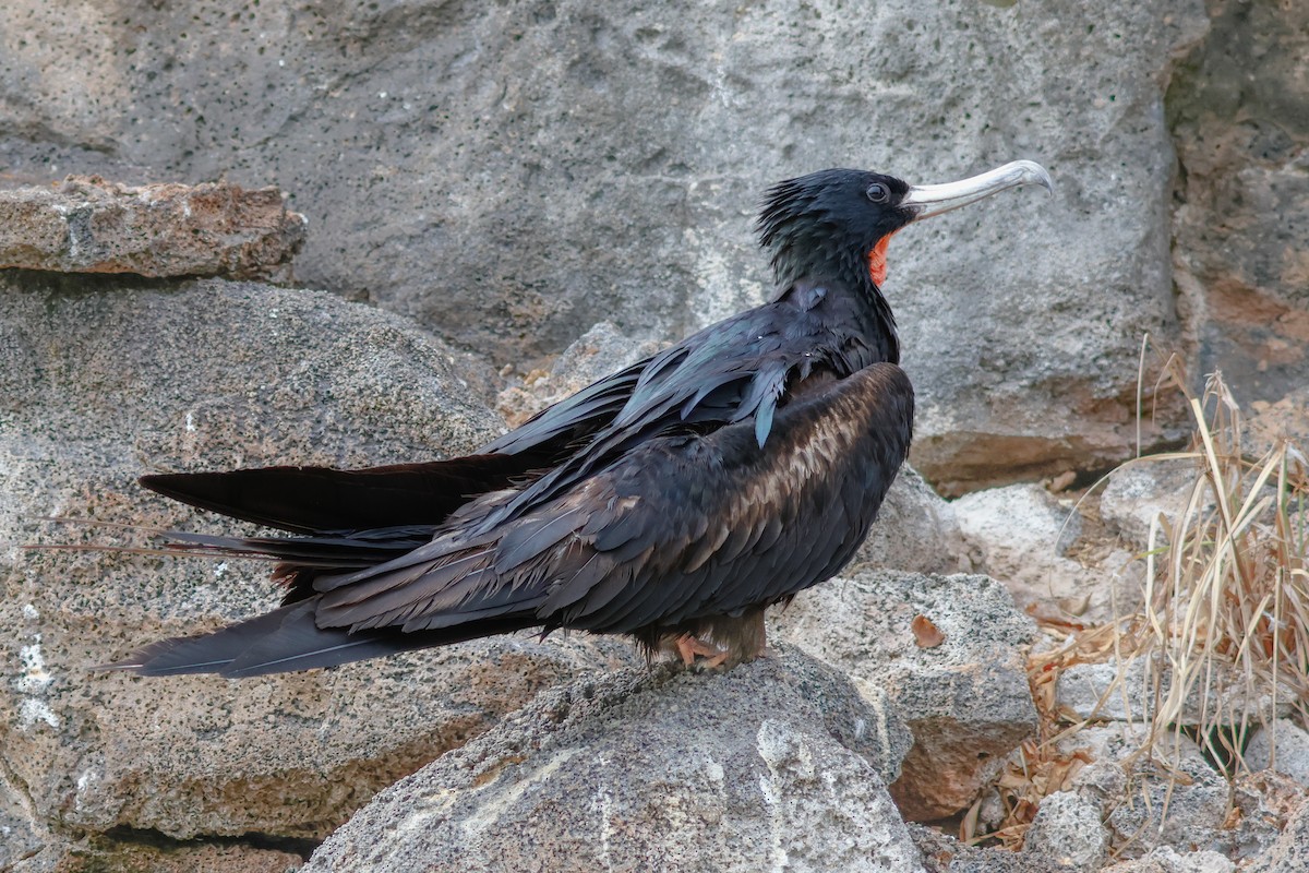 Great Frigatebird - ML624273497