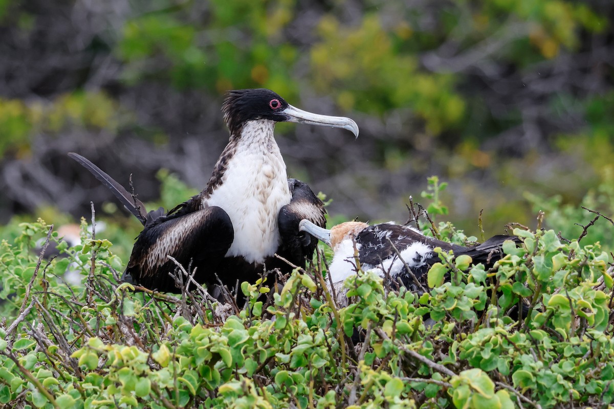 Great Frigatebird - ML624273524