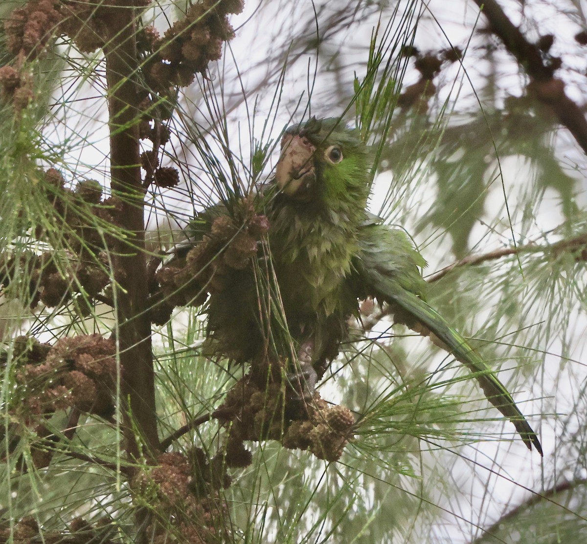 Red-masked Parakeet - ML624273553