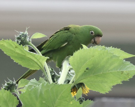 Red-masked Parakeet - ML624273558