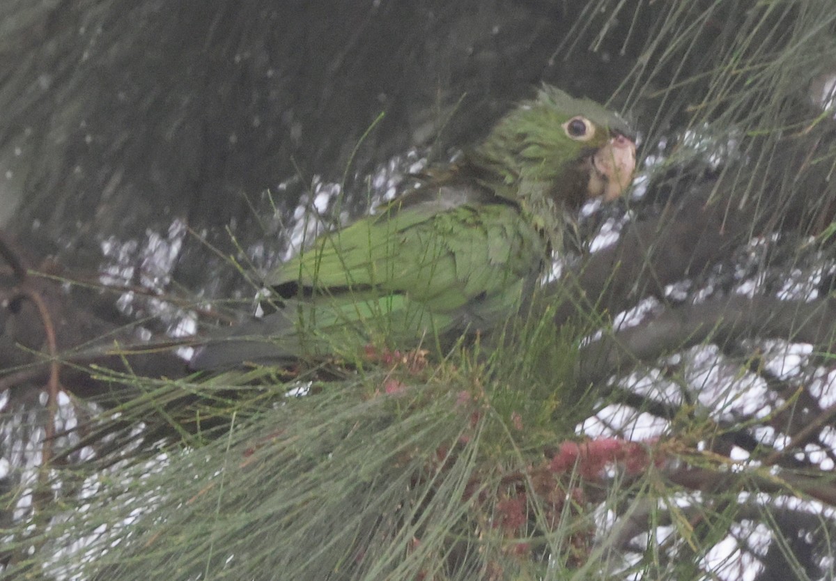 Red-masked Parakeet - ML624273560