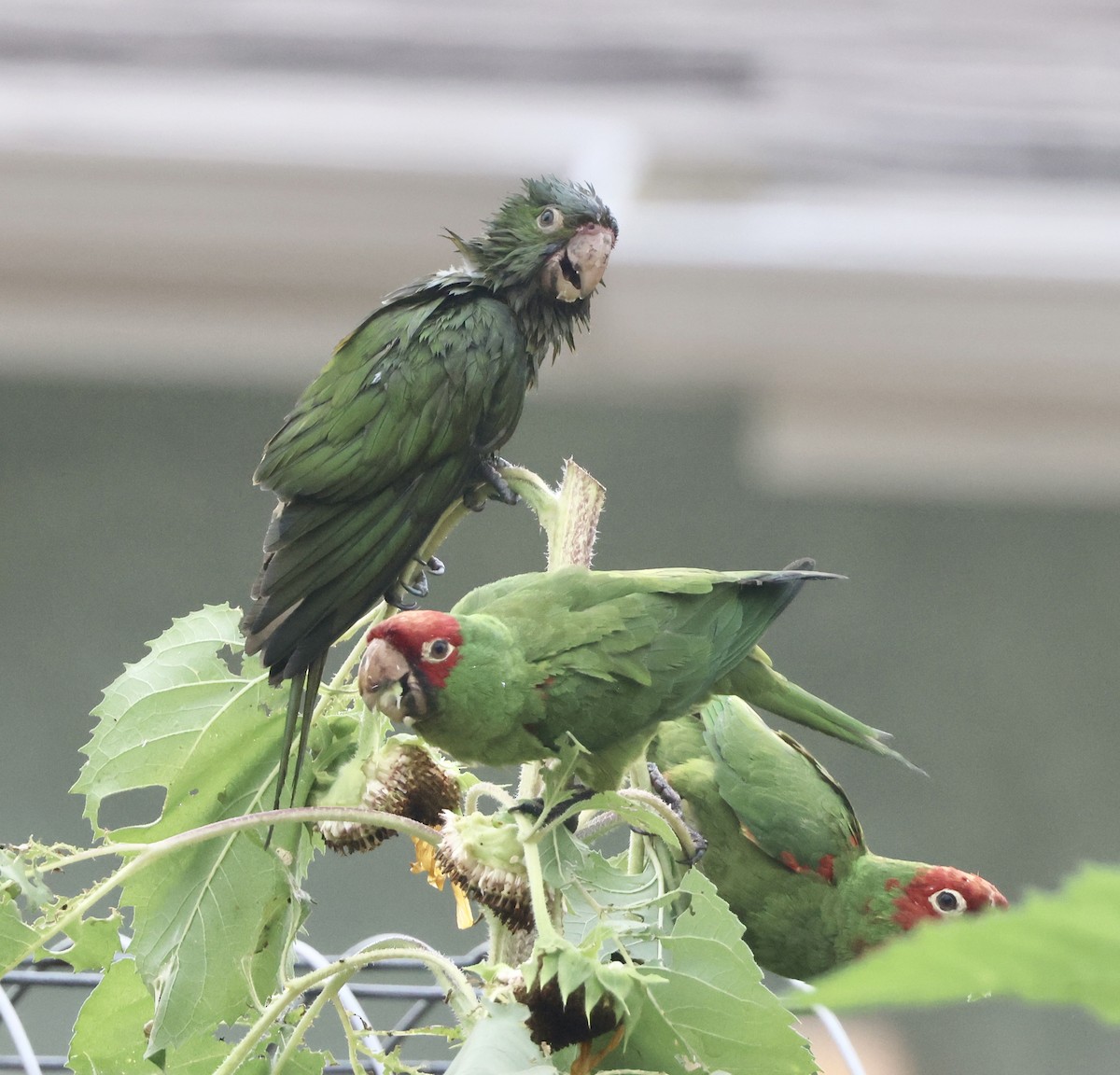 Red-masked Parakeet - ML624273561