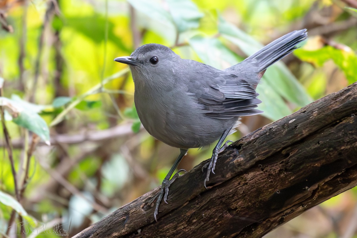 Gray Catbird - Michael Plaster