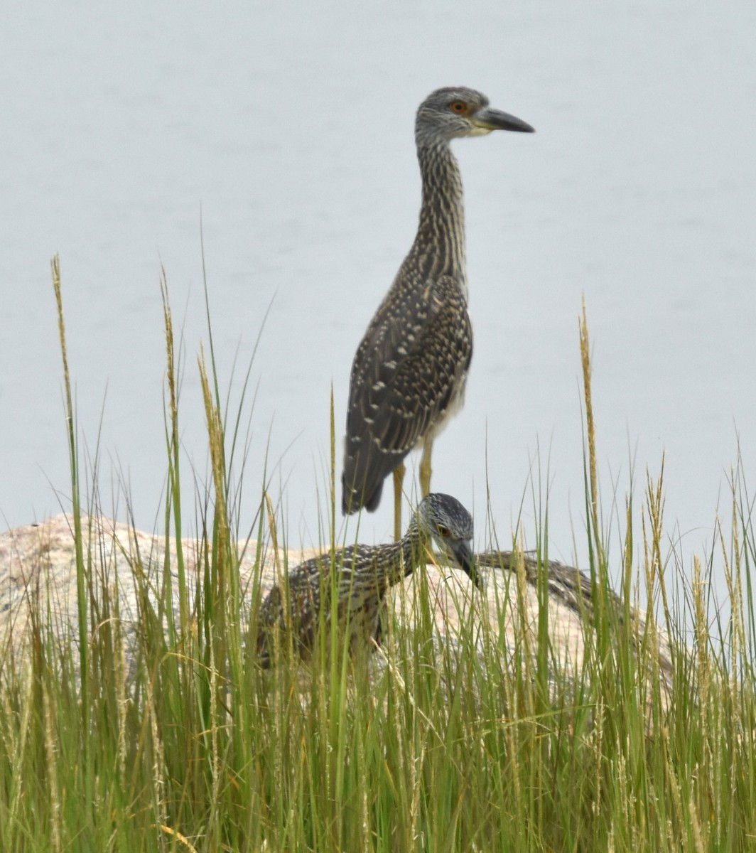 Yellow-crowned Night Heron - ML624273612