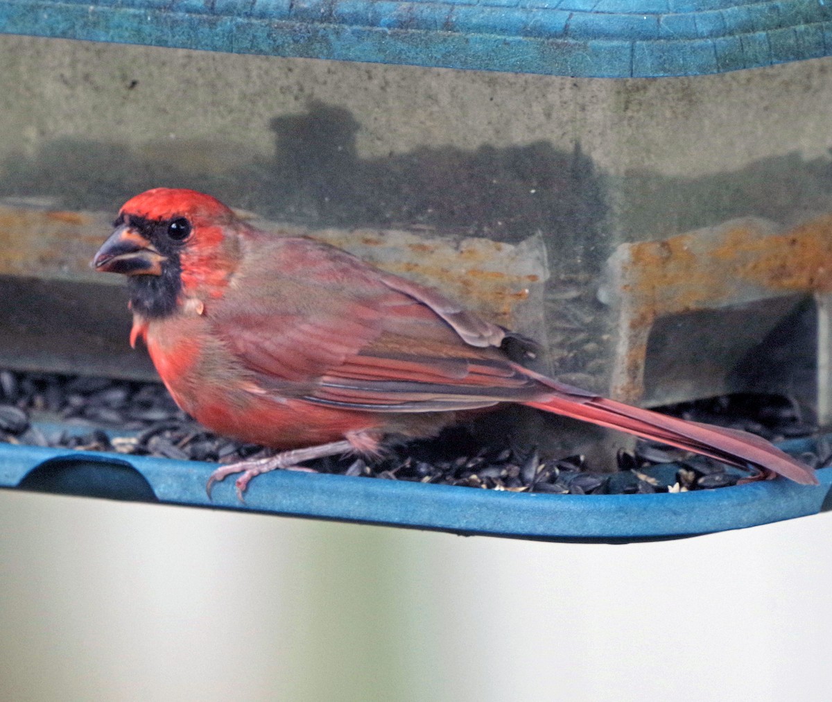 Northern Cardinal - ML624273616