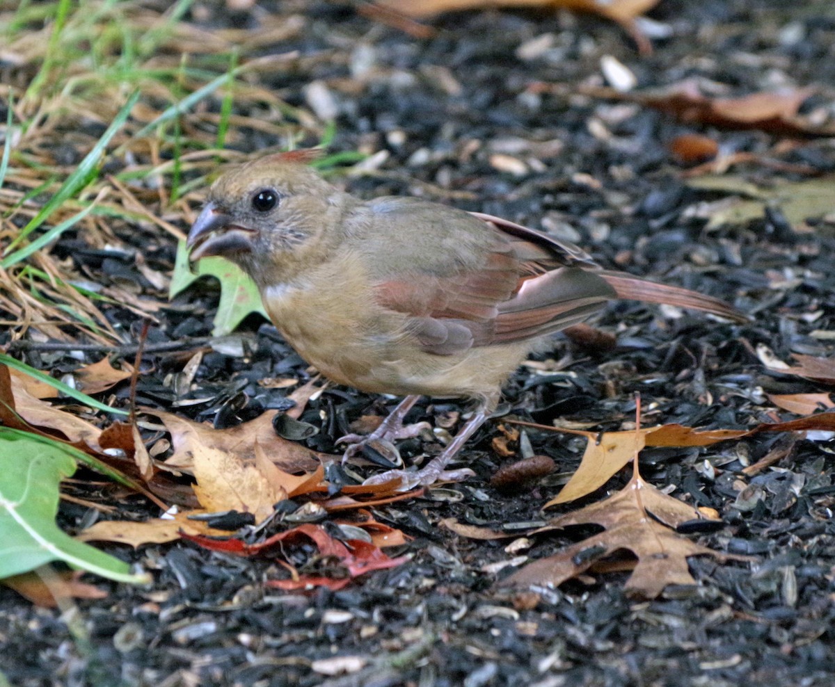 Northern Cardinal - ML624273617