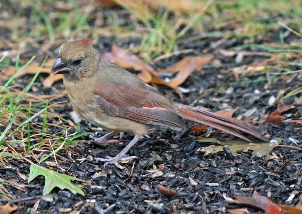 Northern Cardinal - ML624273618