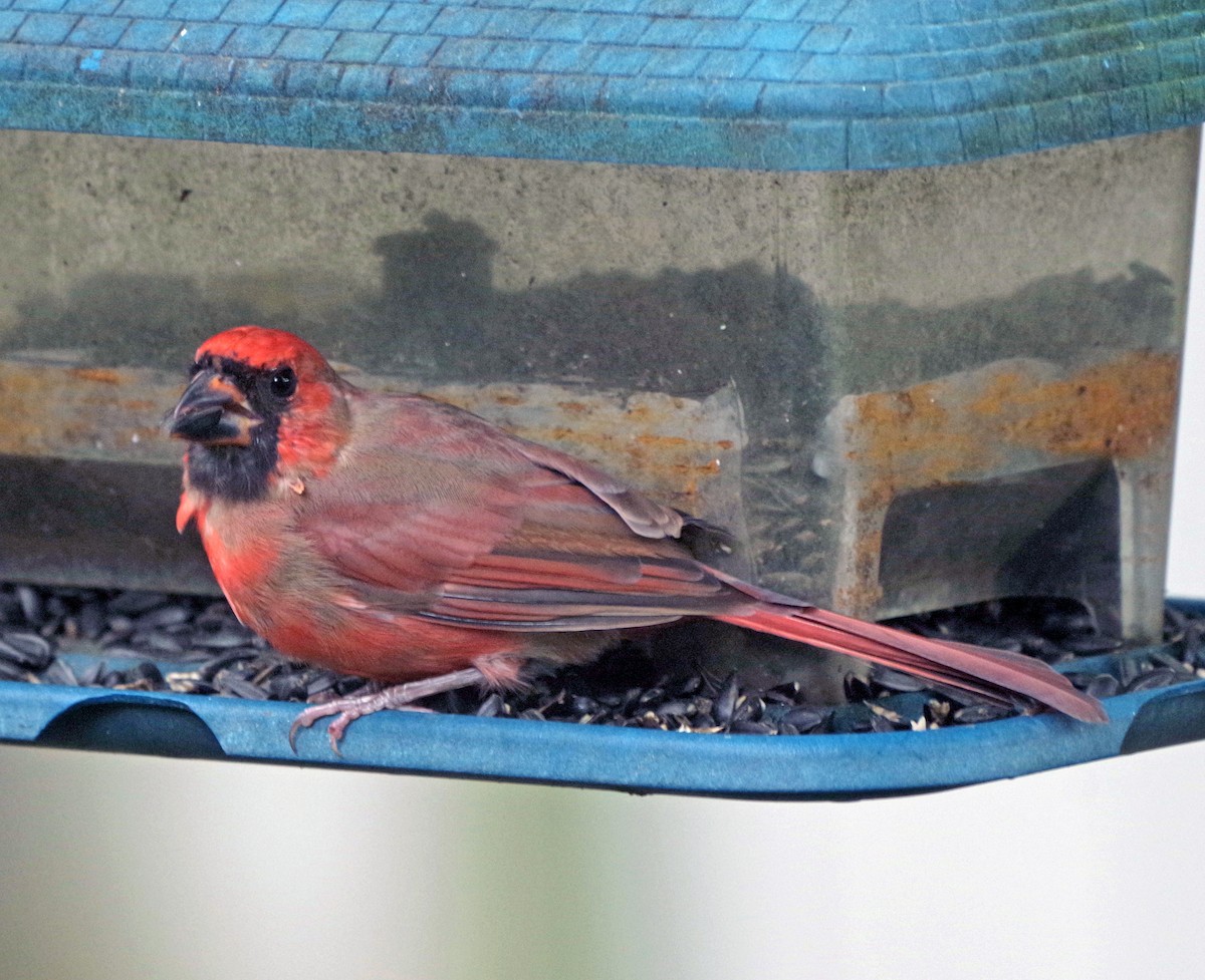 Northern Cardinal - ML624273620