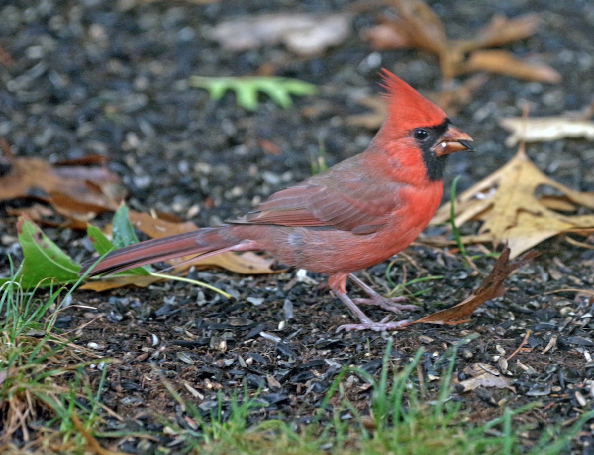 Northern Cardinal - ML624273621