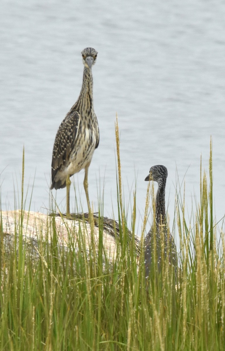 Yellow-crowned Night Heron - Maria Bloom