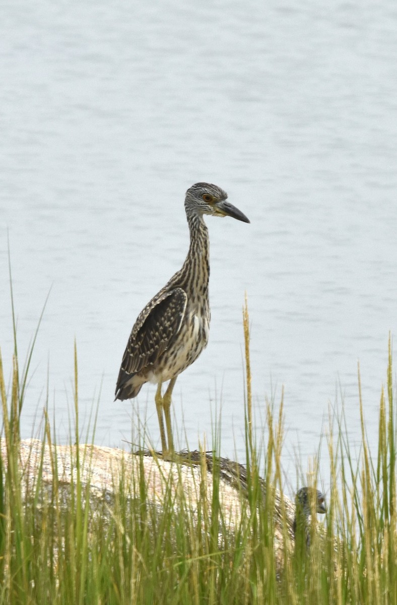 Yellow-crowned Night Heron - ML624273625