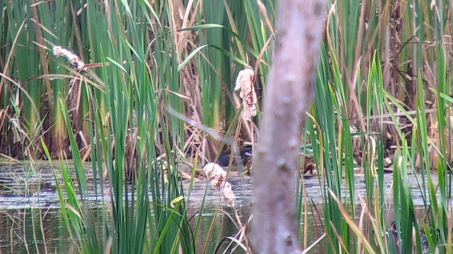 Common Gallinule - ML624273645
