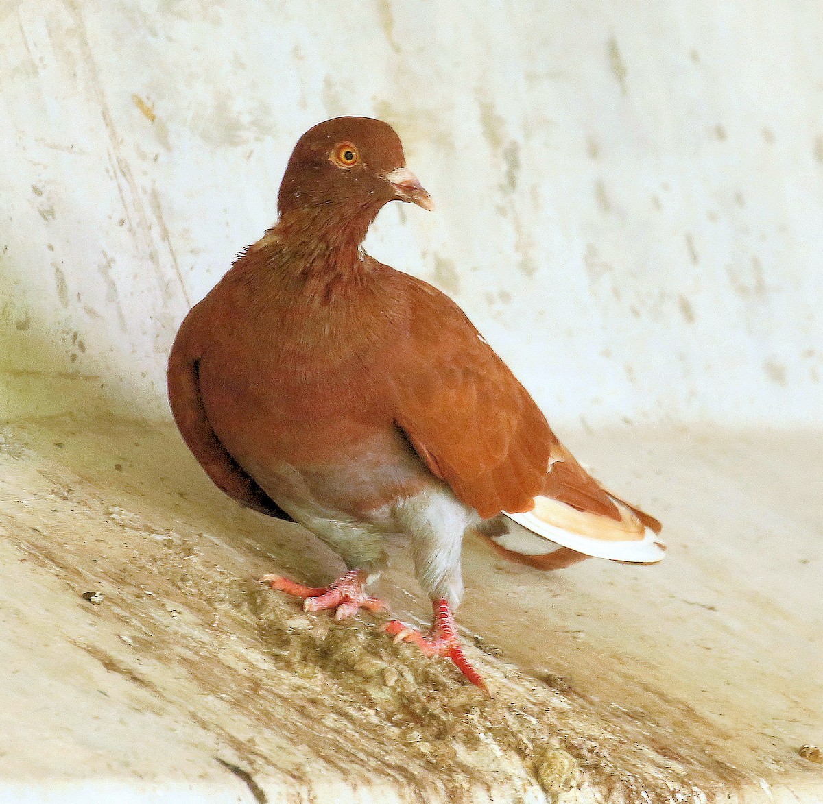 Rock Pigeon (Feral Pigeon) - ML624273663