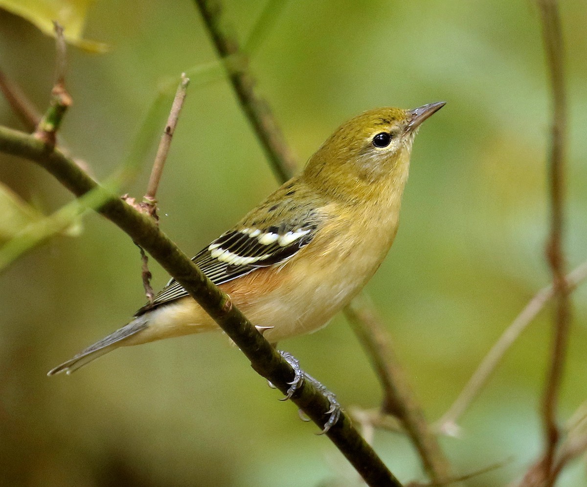 Bay-breasted Warbler - ML624273681