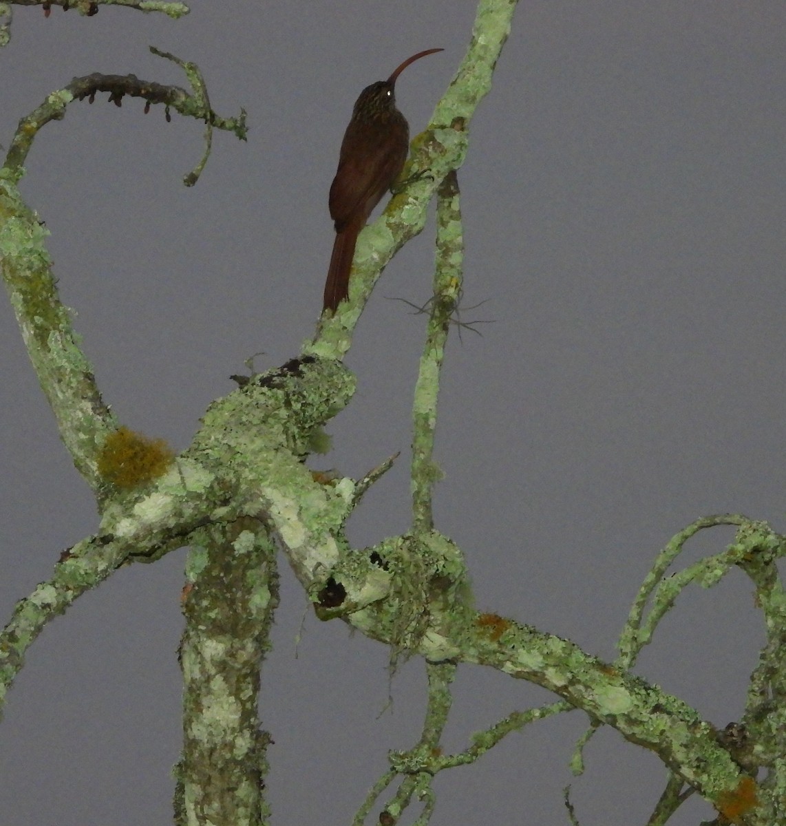 Red-billed Scythebill - ML624273683