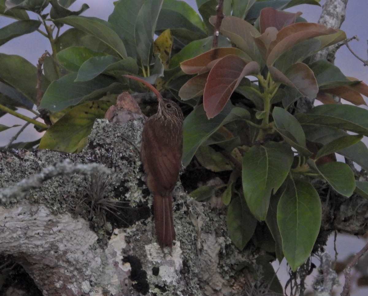 Red-billed Scythebill - ML624273684