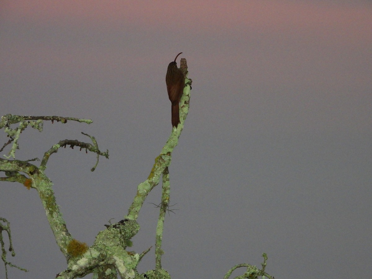 Red-billed Scythebill - ML624273685